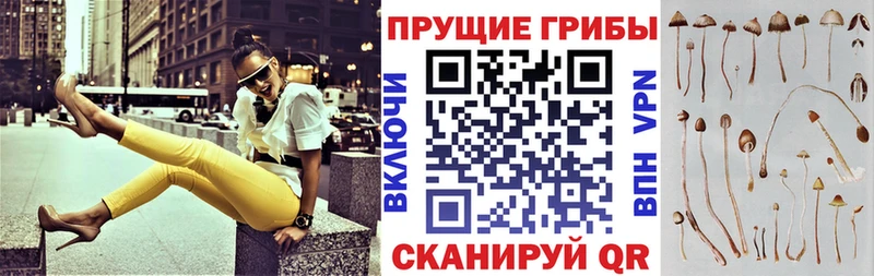 Купить где Вязьма Галлюциногенные грибы Psilocybine cubensis